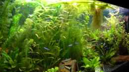 aquarium-von-sado-uwe-becken-8561_Rohkosttag mit Zucchinis