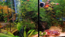 aquarium-von-wss-becken-8583_Flache Wurzel 21.03.2008, komplett mit Javamoos zugewachsen.