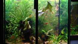 Aquarium einrichten mit Links. Mexikanisches Eichenblatt, Rot-Grüner Tigerlotus,