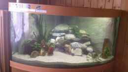 aquarium-von-daniela-birrer-becken-8618_Mit der neuen Rückwand