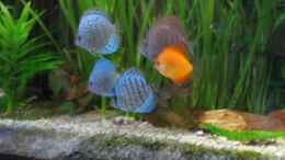 aquarium-von-korbi-becken-8628_sie sind da...Charlie,Elice,Lee,Luv und Hook ;)