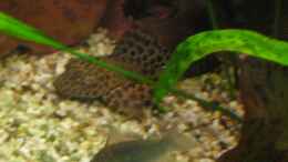 aquarium-von-korbi-becken-8628_Glyptoperichtthys gibbiceps