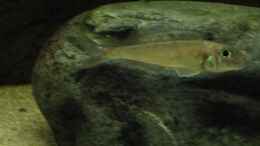 Aquarium einrichten mit xenotilapia bathyphilus kekese