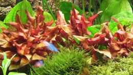 Aquarium einrichten mit Alternanthera reineckii Rot (Rotes Papageienblatt)