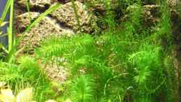 Aquarium einrichten mit Egeria densa (Elodea densa) Dichtblättrige Wasserpest