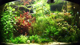 aquarium-von-tiberius-becken-8685_Stand 16-02-2009