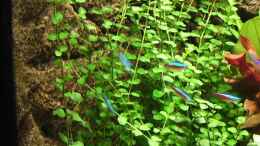 Foto mit Micranthemum umbrosum (Perlenkraut) 
