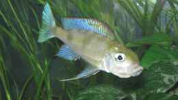 aquarium-von-andisehlde-fadenmaulbrueter-tank_Cunningtonia longiventralis Sambia (blau/gelb)