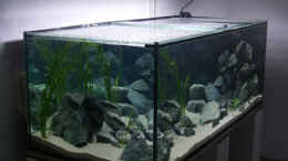 aquarium-von-andisehlde-fadenmaulbrueter-tank_Stand 13.06.08