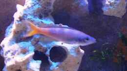 Foto mit Cyprichromis leptosoma   Bock