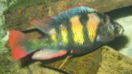 Aquarium einrichten mit Haplochromis thiuk skin like, CH44