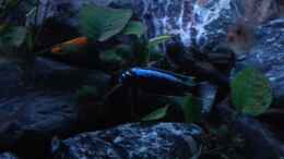 aquarium-von-calimero-720-malawi-mischbecken---nicht-mehr-existent_Magunga Männchen