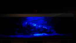 aquarium-von-calimero-720-malawi-mischbecken---nicht-mehr-existent_Mondlicht