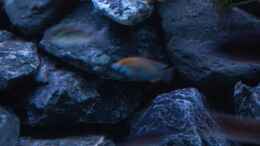 aquarium-von-calimero-720-malawi-mischbecken---nicht-mehr-existent_ Astatotilapia calliptera Männchen
