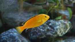 aquarium-von-calimero-720-malawi-mischbecken---nicht-mehr-existent_Yellow