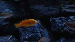 aquarium-von-calimero-720-malawi-mischbecken---nicht-mehr-existent_Yellow Bock