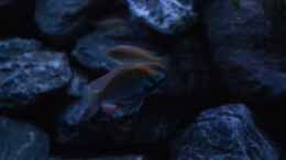 aquarium-von-calimero-720-malawi-mischbecken---nicht-mehr-existent_ Astatotilapia calliptera Männchen