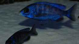 aquarium-von-calimero-720-malawi-mischbecken---nicht-mehr-existent_White Lips