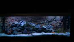 aquarium-von-calimero-720-malawi-mischbecken---nicht-mehr-existent_Tageslicht