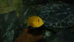 aquarium-von-calimero-720-malawi-mischbecken---nicht-mehr-existent_Yellow