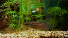 Aquarium einrichten mit Betta smaragdina, Junges Männchen