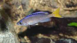 Foto mit Cyprichromis Leptosoma - Bock (Gelbschwanz), 29.04.09