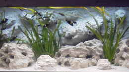 aquarium-von-enrico-pinkert-becken-883_Frisch eingerichtet