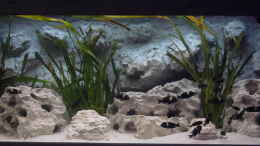 aquarium-von-enrico-pinkert-becken-883_noch ohne Algen