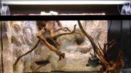 aquarium-von-olli-bartels-becken-8838_3 Wochen gewässert
