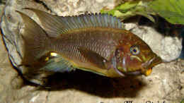 Foto mit Petrochromis Trewawasae