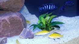 Foto mit Pseudotropheus demasoni und Yellow, Gelber Labidochromis 1