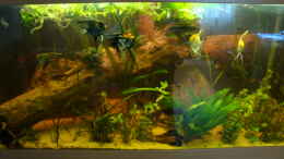 aquarium-von-b1gt4nk-skalar-tank_Mein Becken ;) (neues Hauptbild vom 5.05.08)