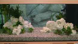 aquarium-von-thomas-geib-becken-8908_Weisser Stein aus Jordanien mit schon genannten Pflanzen