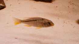 Aquarium einrichten mit Buccochromis Nototaenia - vermutlich mal ein Weib
