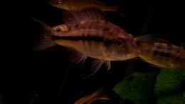 Foto mit Dimidiochromis Strigatus - Weib