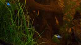 aquarium-von-anja-hermes-becken-8969_Revier des einen Schmetterlingsbuntbarschpaares