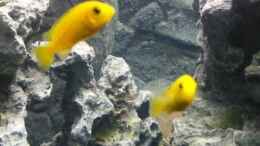 aquarium-von-andir79-malawi-tank_Labidochromis caeruleus -Pärchen