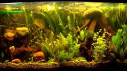 aquarium-von-tetramike-becken-9053_Nach 10 Tagen Pflanzen
