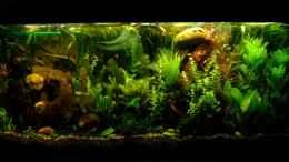 aquarium-von-tetramike-becken-9053_Nach 10 Tagen Pflanzen