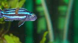 Aquarium einrichten mit Melanochromis cyaneorhabdos beim Zerkauen der Spirulinatablette