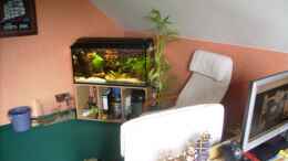 aquarium-von-thomas-gornioczek-becken-9094_Aquarium in meinem Zimmer