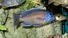 Aquarium einrichten mit Copadiechromis borleyi, Kadango
