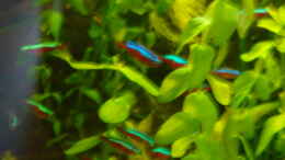 aquarium-von-b1gt4nk-little-tank_meine Neons
