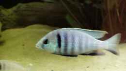 aquarium-von-sven-busch-becken-915_Placidochromis Elektra