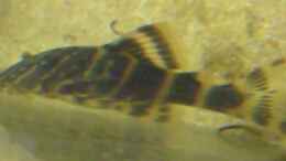 Aquarium einrichten mit Zierbinden Zwergschilderwels (Peckoltia vittata)