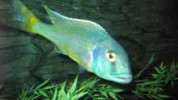 Foto mit Buccochromis lepturus magunga