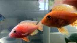 aquarium-von-jennifer-clee-becken-9198_Aulonocara Firefish 