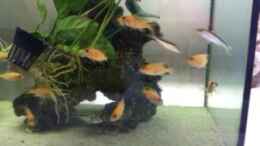 aquarium-von-jennifer-clee-becken-9198_A.Firefish babies - alle schon weg