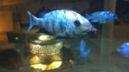 aquarium-von-jennifer-clee-becken-9198_Fossorochromis Rostratus