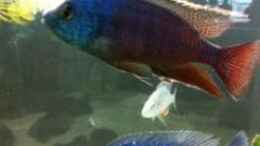 aquarium-von-jennifer-clee-becken-9198_Protomelas taeniolatus und Placidochromis P.Tanzania